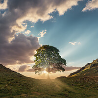 Buy canvas prints of Sycamore Gap Sunrise by Picture Wizard