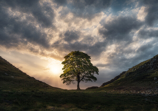 Sycamore Gap Sunrise Picture Board by Picture Wizard