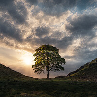 Buy canvas prints of Sycamore Gap Sunrise by Picture Wizard