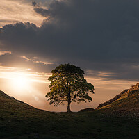 Buy canvas prints of Sycamore Gap by Picture Wizard