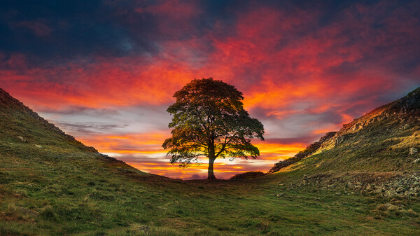 Sycamore Gap Hadrians Wall Framed Mounted Print by Picture Wizard