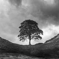 Buy canvas prints of Sycamore Gap Hadrians Wall by Picture Wizard
