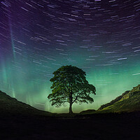 Buy canvas prints of Sycamore Gap Aurora by Picture Wizard