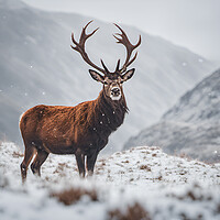 Buy canvas prints of Red Stag by Picture Wizard