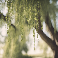 Buy canvas prints of Willow Tree by Picture Wizard