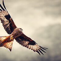 Buy canvas prints of Red Kite by Picture Wizard