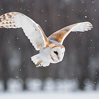 Buy canvas prints of Barn Owl by Picture Wizard