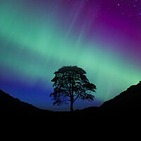 Buy canvas prints of Sycamore Gap Aurora by Picture Wizard