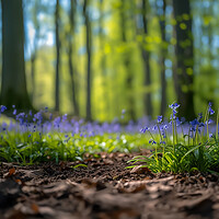Buy canvas prints of English Bluebells by Picture Wizard
