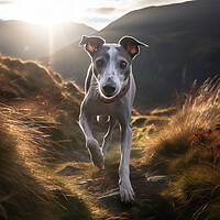 Buy canvas prints of Lurcher Walkies by Picture Wizard