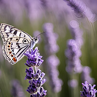 Buy canvas prints of Delicate Butterfly by Picture Wizard