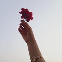 Buy canvas prints of A hand with a Rose by MONEEBA BATOOL