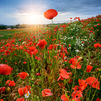 Buy canvas prints of Poppy field sunset by Lee Kershaw