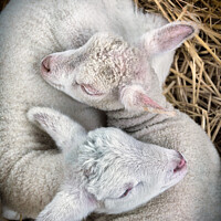 Buy canvas prints of Two Lambs born together by Lee Kershaw