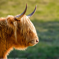 Buy canvas prints of Highland cow watching a tiny fly by Lee Kershaw