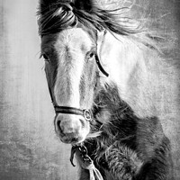 Buy canvas prints of Coastal Northumbrian Horse Portrait by Lee Kershaw