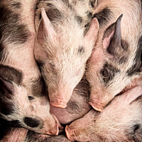 Buy canvas prints of Piglets lay snuggled together by Lee Kershaw