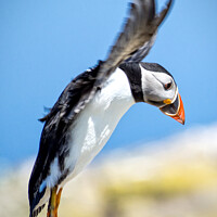 Buy canvas prints of A Puffin Lands at Inner Farne by Lee Kershaw