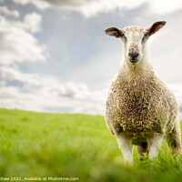 Buy canvas prints of Portrait of blue faced leicester tup by Lee Kershaw