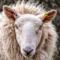 Buy canvas prints of Portrait of a Cheviot Ewe by Lee Kershaw