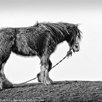 Buy canvas prints of An old coastal horse in Northumberland by Lee Kershaw