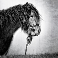 Buy canvas prints of Coastal Northumbrian horse portrait in mono by Lee Kershaw