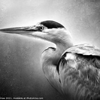 Buy canvas prints of Black & white Heron portrait by Lee Kershaw