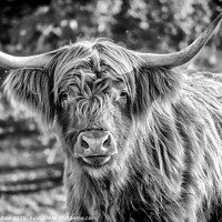 Buy canvas prints of Highland cow mono portrait by Lee Kershaw