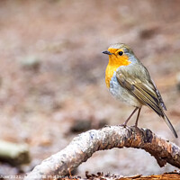 Buy canvas prints of Winter resting Robin by Lee Kershaw