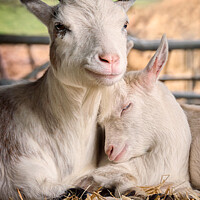 Buy canvas prints of Pigmy goats Mother & Kidd by Lee Kershaw