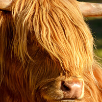 Buy canvas prints of Highland cow close detail by Lee Kershaw