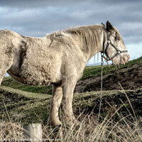 Buy canvas prints of Coastal Northumbrian horse portrait  by Lee Kershaw
