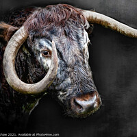 Buy canvas prints of Longhorn Cow close portrait by Lee Kershaw