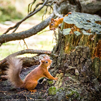 Buy canvas prints of The little nut thief by Lee Kershaw