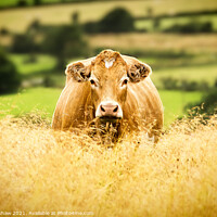 Buy canvas prints of Golden Cow Golden Field by Lee Kershaw