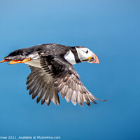 Buy canvas prints of Flying Puffin Farne Islands by Lee Kershaw