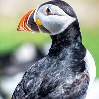 Buy canvas prints of Puffin close portrait Farne Islands by Lee Kershaw