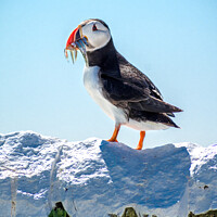 Buy canvas prints of A full catch Puffin  Farne Islands by Lee Kershaw