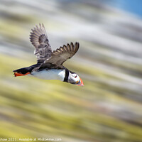 Buy canvas prints of High speed dive Puffin Farne Islands by Lee Kershaw
