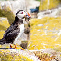 Buy canvas prints of A full catch of Sand Eels Puffin  Farne Islands by Lee Kershaw