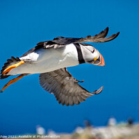 Buy canvas prints of Flying Puffin over Farne Islands by Lee Kershaw