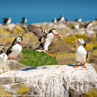 Buy canvas prints of Into land Puffin group Farne Islands by Lee Kershaw