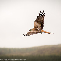 Buy canvas prints of Red Kite over Southern Scotland by Lee Kershaw