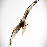 Buy canvas prints of Red Kite up close over Southern Scotland by Lee Kershaw