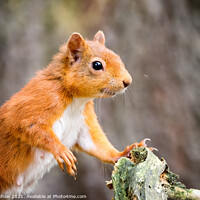 Buy canvas prints of Red Squirrel posing at a tree by Lee Kershaw