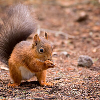 Buy canvas prints of Red Squirrel enjoying a Hazelnut by Lee Kershaw