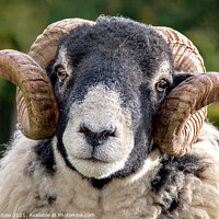 Buy canvas prints of An adorable Black Faced Ram by Lee Kershaw