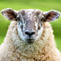 Buy canvas prints of A close up of a sheep standing on top of a lush green field by Lee Kershaw