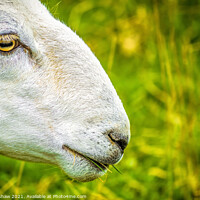 Buy canvas prints of Cheviot sheep close up study by Lee Kershaw