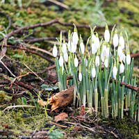 Buy canvas prints of Spring snowdrops in moss by Lee Kershaw